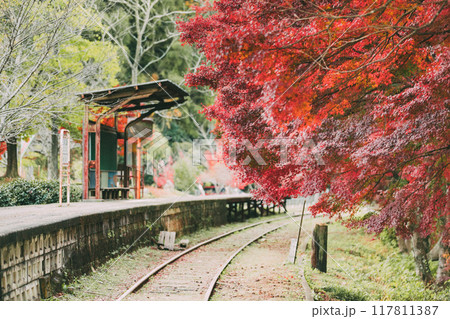 三河広瀬駅の紅葉と四季桜 三河広瀬駅の紅葉と四季桜 117811387