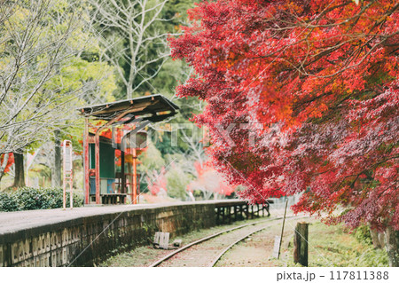 三河広瀬駅の紅葉と四季桜 三河広瀬駅の紅葉と四季桜 117811388