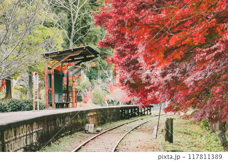 三河広瀬駅の紅葉と四季桜 117811389