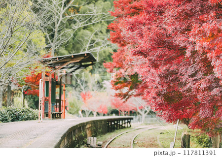 三河広瀬駅の紅葉と四季桜 三河広瀬駅の紅葉と四季桜 117811391