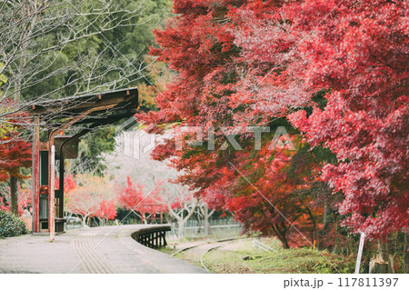 三河広瀬駅の紅葉と四季桜 三河広瀬駅の紅葉と四季桜 117811397
