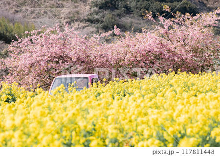 《南知多町》観光農園花ひろばの菜の花畑と河津桜とピンクの軽トラック 117811448