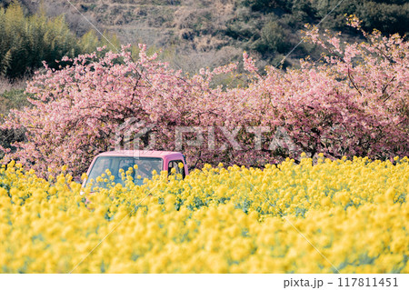 《南知多町》観光農園花ひろばの菜の花畑と河津桜とピンクの軽トラック 117811451