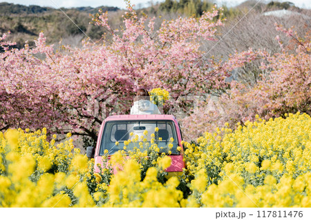 《南知多町》観光農園花ひろばの菜の花畑と河津桜とピンクの軽トラックに乗る女性 《南知多町》観光農園花ひろばの菜の花畑と河津桜とピンクの軽トラックに乗る女性 117811476