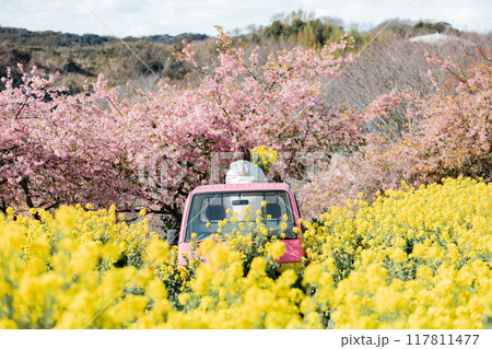 《南知多町》観光農園花ひろばの菜の花畑と河津桜とピンクの軽トラックに乗る女性 117811477