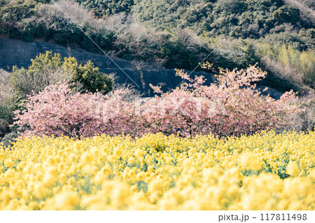 《南知多町》観光農園花ひろばの菜の花畑と河津桜 117811498
