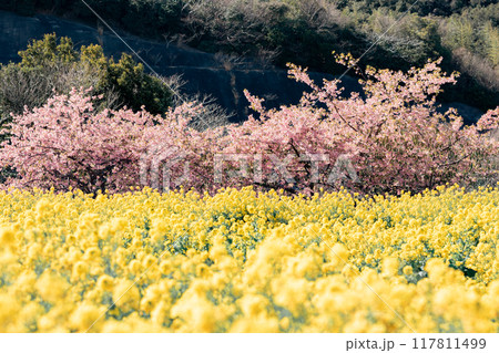 《南知多町》観光農園花ひろばの菜の花畑と河津桜 《南知多町》観光農園花ひろばの菜の花畑と河津桜 117811499