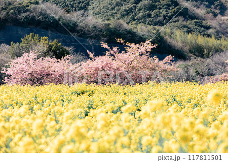 《南知多町》観光農園花ひろばの菜の花畑と河津桜 《南知多町》観光農園花ひろばの菜の花畑と河津桜 117811501