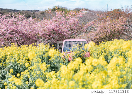 《南知多町》観光農園花ひろばの菜の花畑と河津桜とピンクの軽トラック 117811518