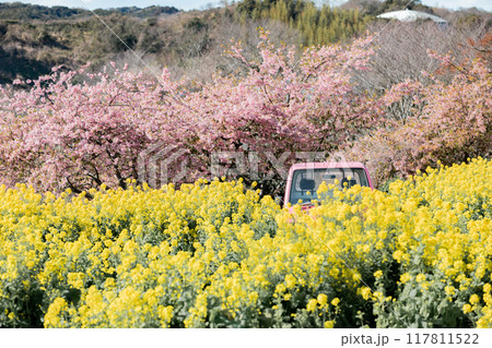 《南知多町》観光農園花ひろばの菜の花畑と河津桜とピンクの軽トラック 117811522
