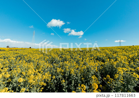 《南知多町》観光農園花ひろばの菜の花畑 117811663