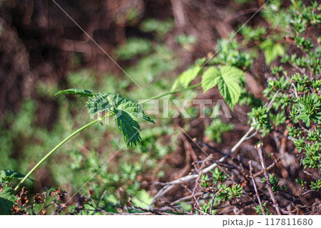 Stretching Vine in Spring Stretching Vine in Spring 117811680