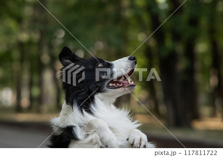 Portrait of a black and white border collie walking in the woods.  117811722