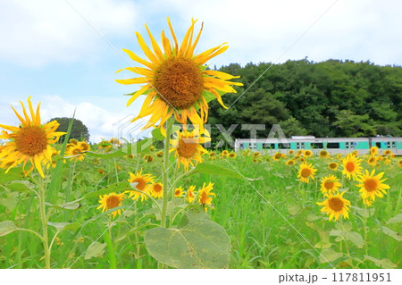 烏山線「8月下旬の烏山線沿線風景」夏の終わりの頃 117811951