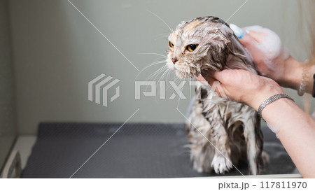 Woman shampooing a tabby gray cat in a grooming salon.  117811970
