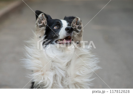 Border collie dog doing bunny exercise outdoors. 117812028