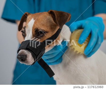 A groomer brushes a dog with a silicone brush. Jack Russell Terrier wearing a muzzle during a beauty procedure. A groomer brushes a dog with a silicone brush. Jack Russell Terrier wearing a muzzle during a beauty procedure. 117812060