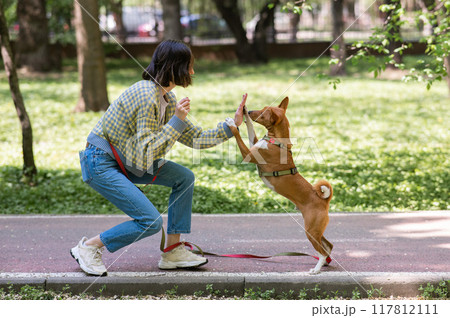 African dog sabbenji high fives the owner on a walk in the park.  117812111