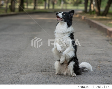 Border collie dog doing bunny exercise outdoors. Border collie dog doing bunny exercise outdoors. 117812157