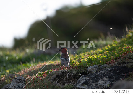 大雪山のギンザンマシコ 117812218