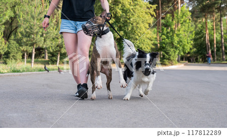 The owner walks two muzzled dogs on a leash. Black and white border collie and brindle bull terrier. The owner walks two muzzled dogs on a leash. Black and white border collie and brindle bull terrier. 117812289