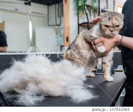 An employee of a grooming salon is combing out a striped gray cat. Fast shedding service. An employee of a grooming salon is combing out a striped gray cat. Fast shedding service. 117812365