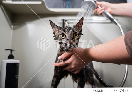 Woman washing a tabby gray cat in a grooming salon. Woman washing a tabby gray cat in a grooming salon. 117812438