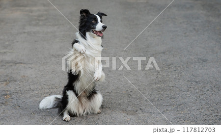 Border collie dog doing bunny exercise outdoors. 117812703