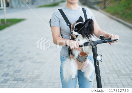 A woman rides an electric scooter with a dog in a backpack. Pappilion Spaniel Continental in a sling. 117812726