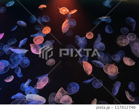 光に彩られた海の妖精たち 117812740