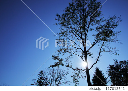 透き通る空に浮かぶ木々の影 117812741