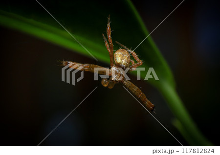 jumping spider macro close up on the black background in the nature 117812824