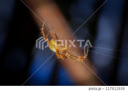 jumping spider macro close up on the black background in the nature 117812830