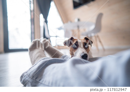 A Jack Russell Terrier dog lies on the feet of its owner in a country house near the patio window.  117812947