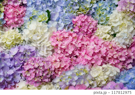 アジサイの花手水 117812975