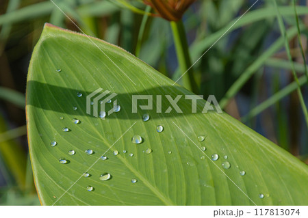 Transparent drops of water on a large green leaf of the plant. blurred background with bokeh elements 117813074