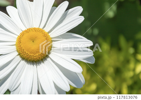 Close-up chamomile flower with blurred background and bokeh elements 117813076
