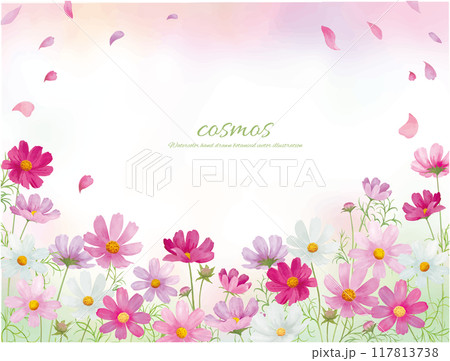 水彩手書きのピンクのコスモスの花の背景イラスト 117813738