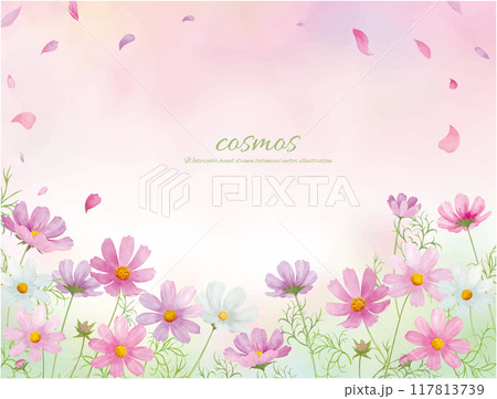 水彩手書きのピンクのコスモスの花の背景イラスト 水彩手書きのピンクのコスモスの花の背景イラスト 117813739