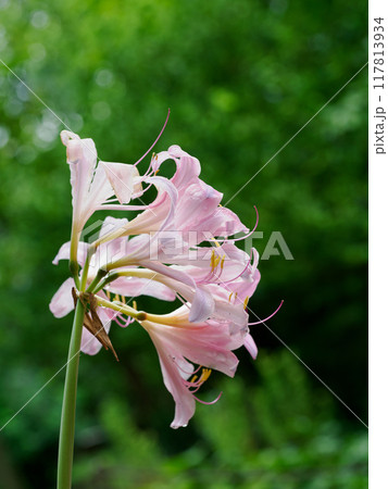 美しいピンクのナツズイセン 117813934