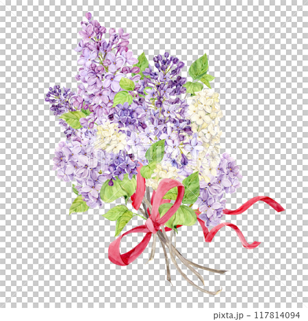 A bouquet of lilacs with a red silk bow on a white background. White, violet and violet spring watercolor flowers. Illustration for greeting cards depicting Mother's Day, Women's Day, wedding. 117814094