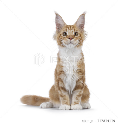 Maine Coon cat youngster on white background 117814119