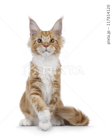Maine Coon cat youngster on white background 117814120