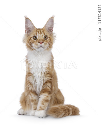Maine Coon cat youngster on white background Maine Coon cat youngster on white background 117814122