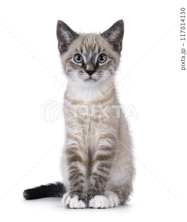 House cat on white background House cat on white background 117814130