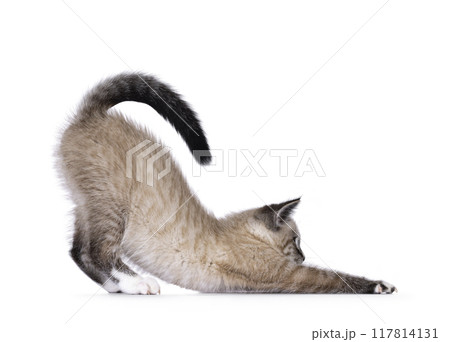 House cat on white background 117814131