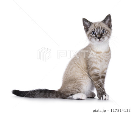 House cat on white background 117814132