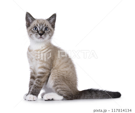 House cat on white background 117814134