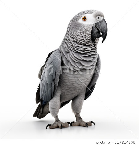 A closeup view of a majestic gray parrot showcasing its striking and beautiful features isolated on white background 117814579