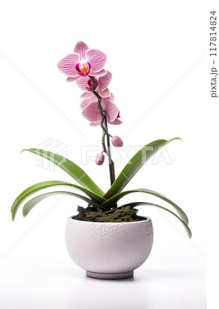 Blooming orchid in ceramic flower pot on white background. Potted exotic house plant, interior detail 117814824